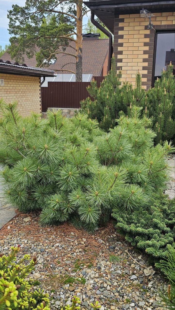 Pinus strobus 'Blue Shag'