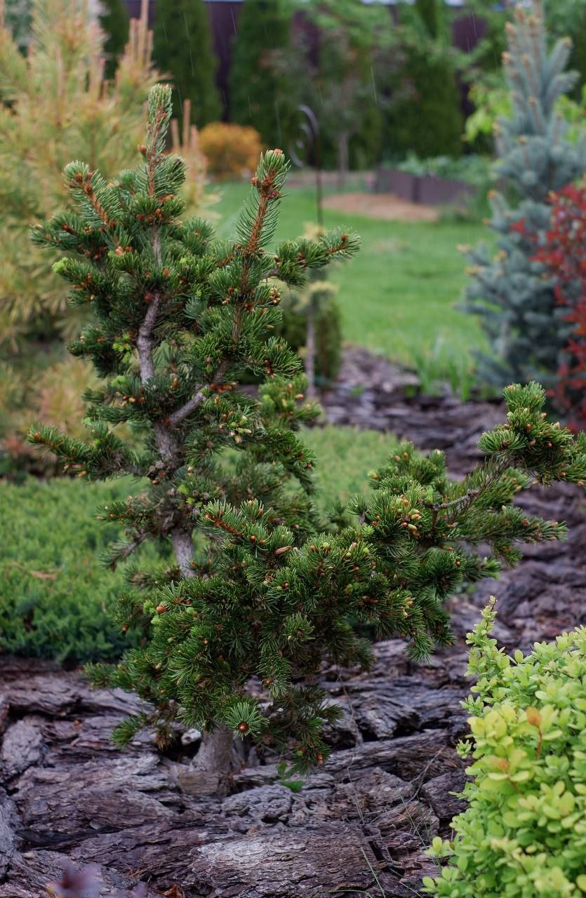 Picea pungens ‘Lucky Strike’