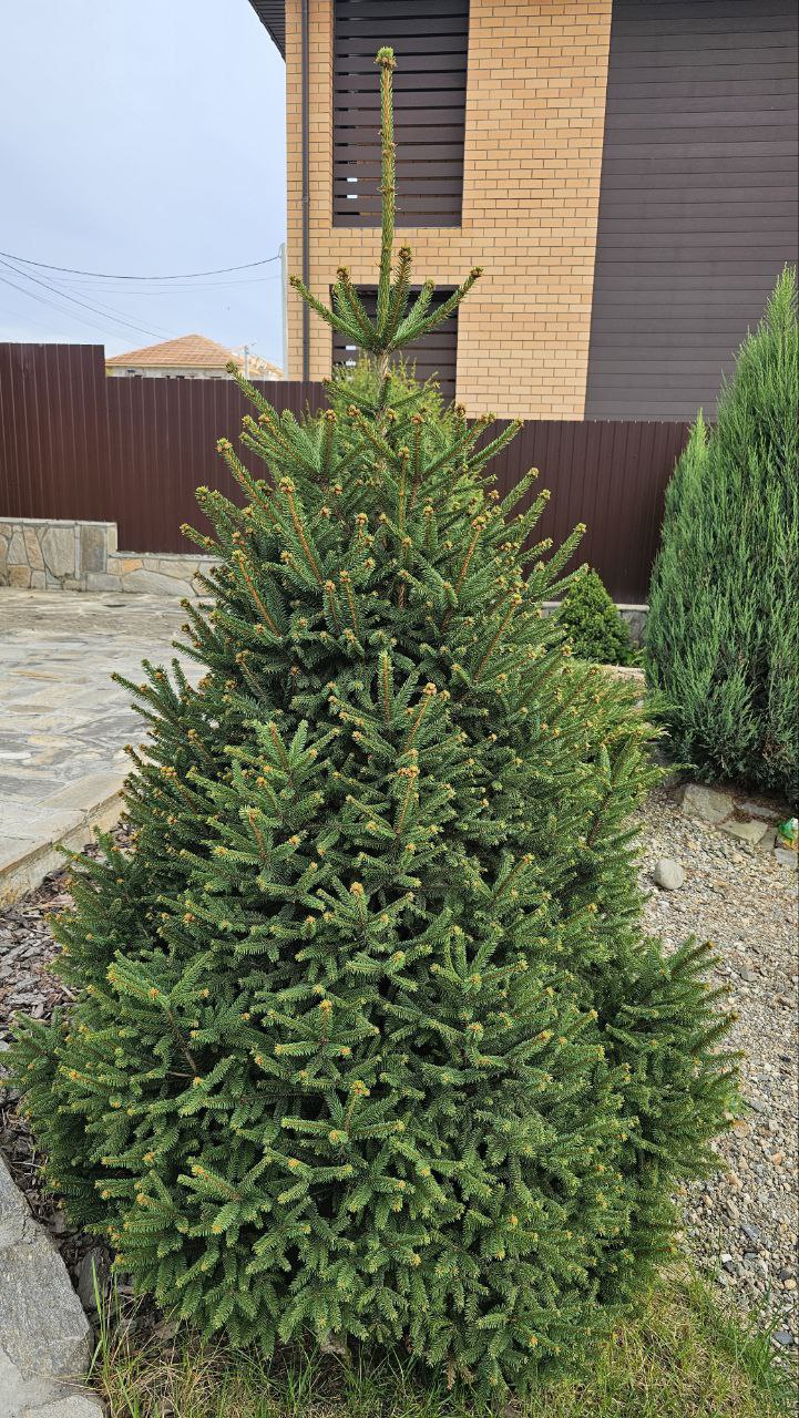 Picea abies 'Compacta'