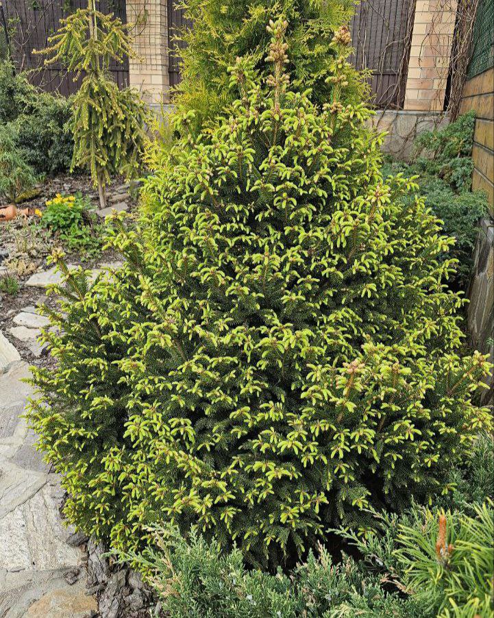 Picea abies 'Barryi'