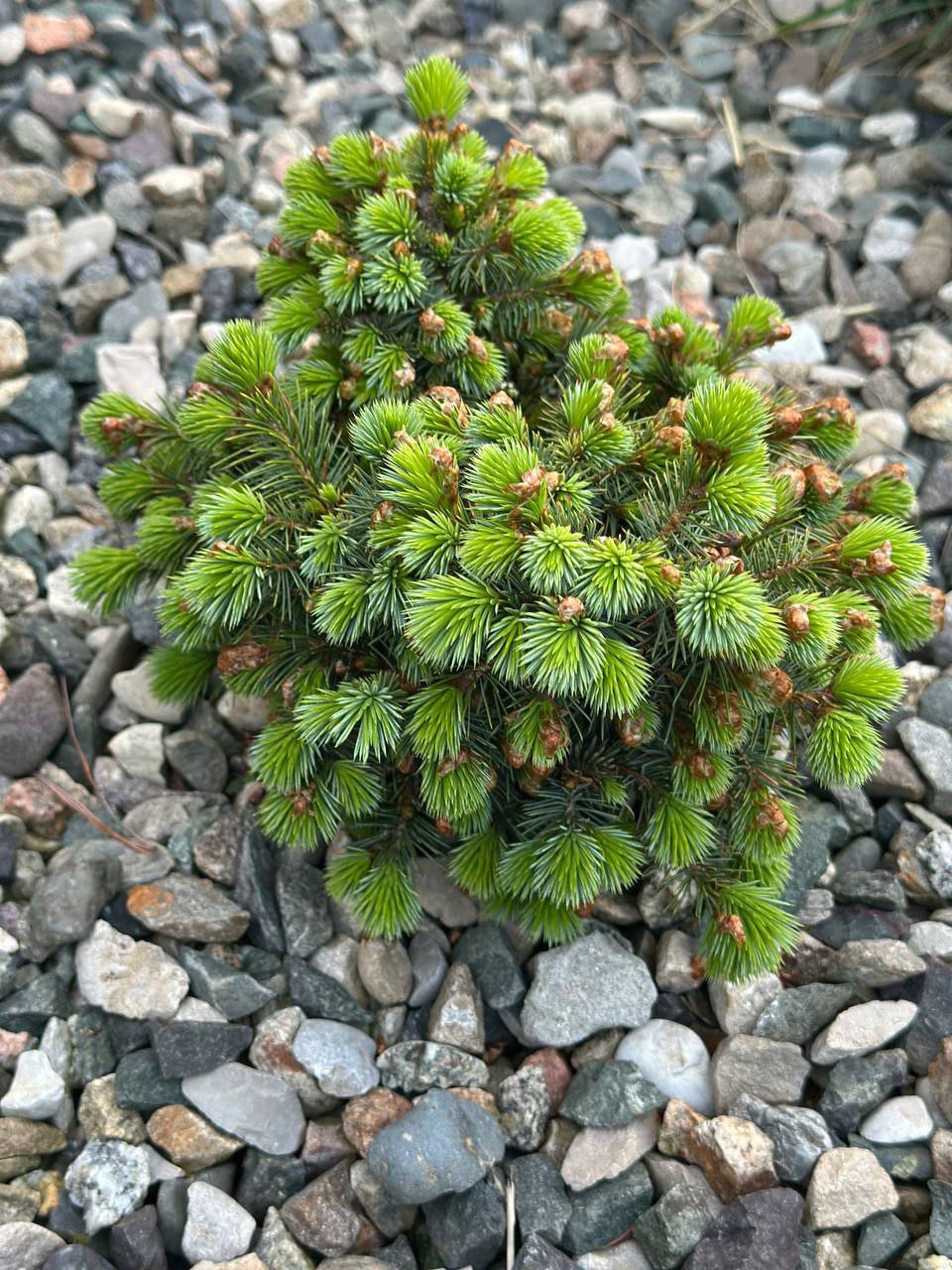 Picea sitchensis 'Midget'