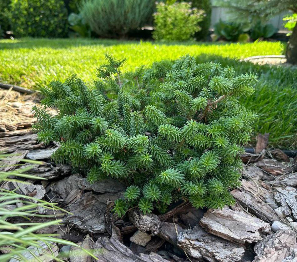 Abies balsamea 'Piccolo'