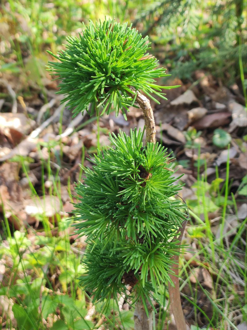 Larix decidua 'Hroch'