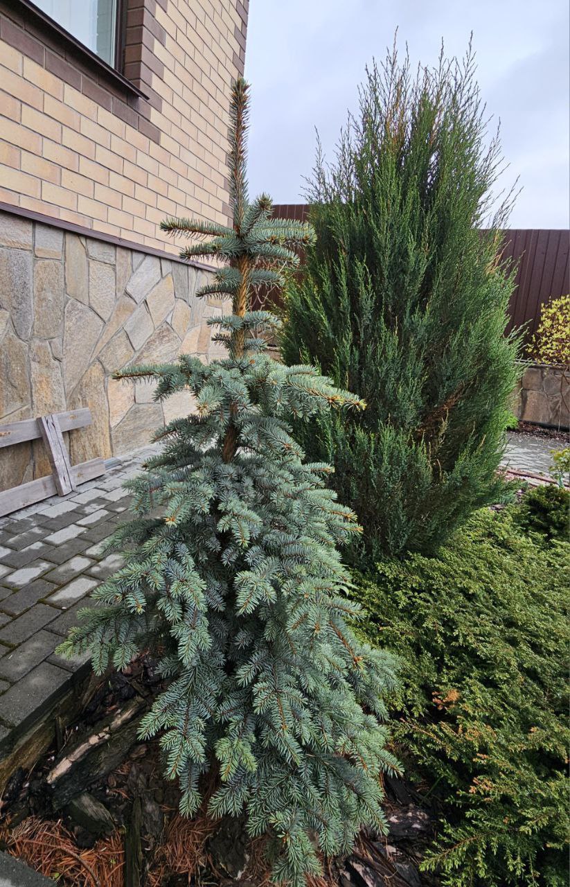 Picea pungens 'Prima Balerina'