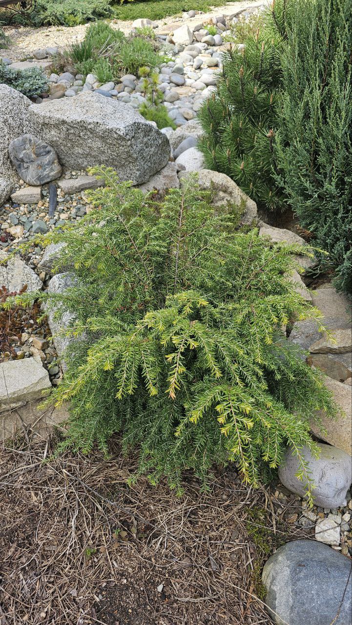 Tsuga canadensis 'Jeddeloh'