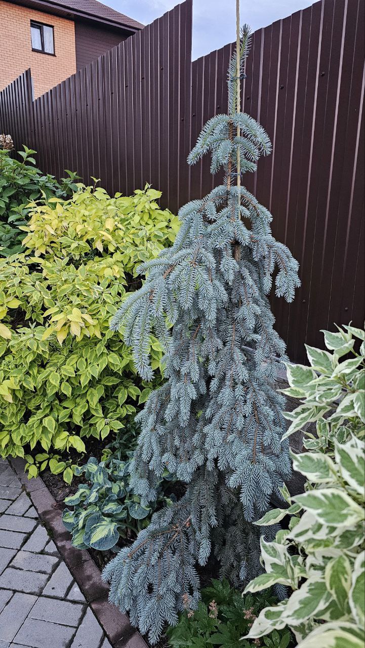 Picea pungens 'The Blues'