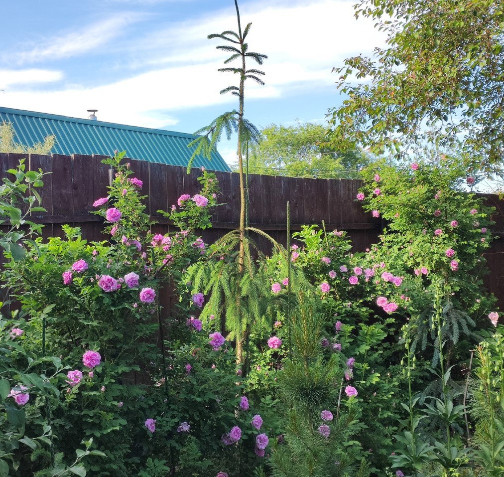 Picea abies 'Virgata Dr Barański'