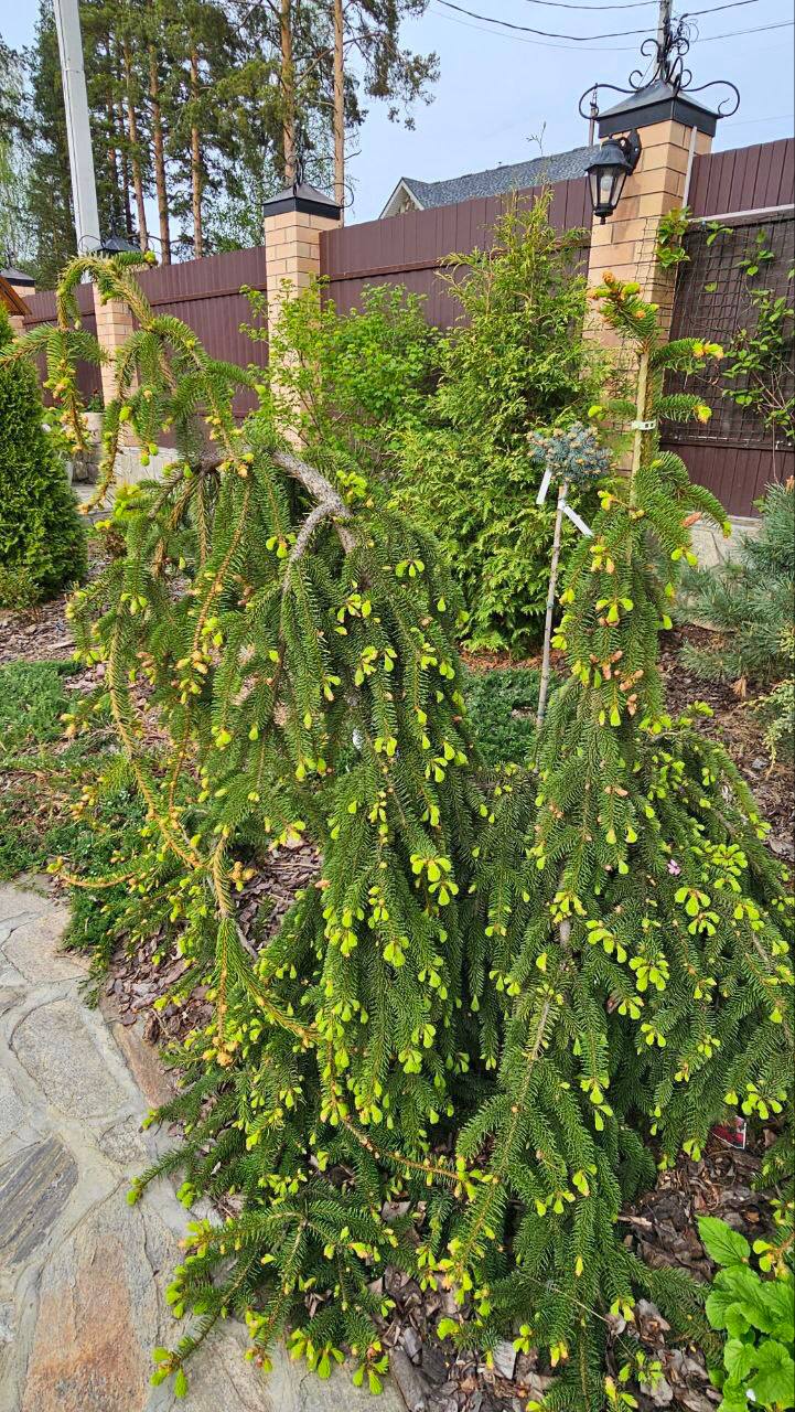 Picea abies 'Inversa'