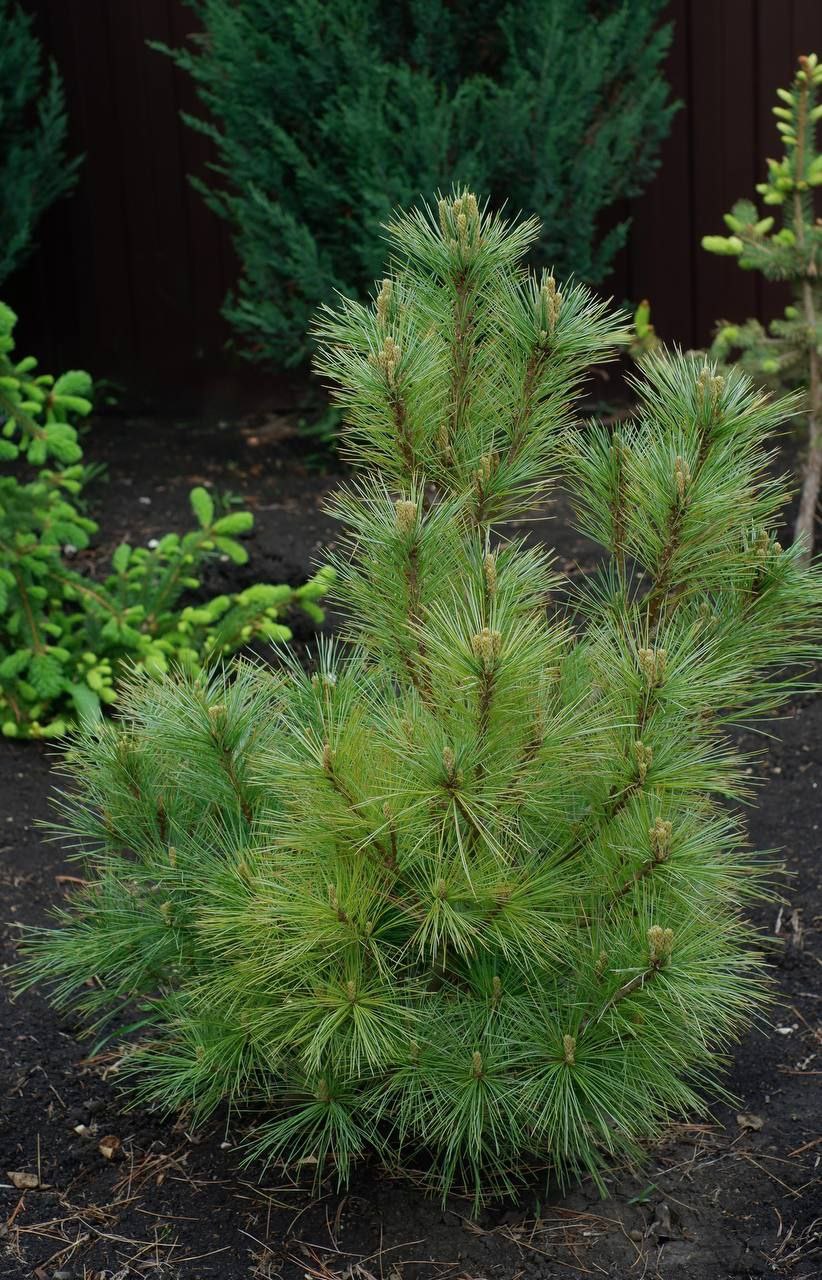 Pinus strobus ‘Blue Shag’