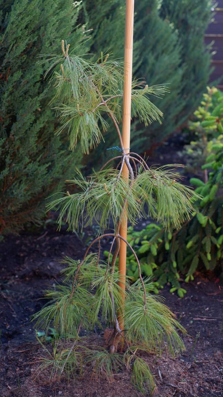 Pinus strobus Angel Falls