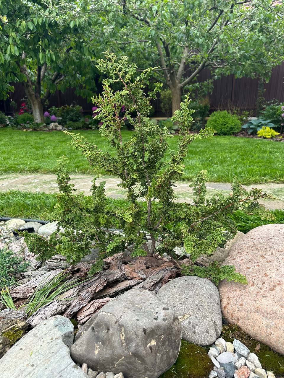 Chamaecyparis obtusa 'Teddy Bear'