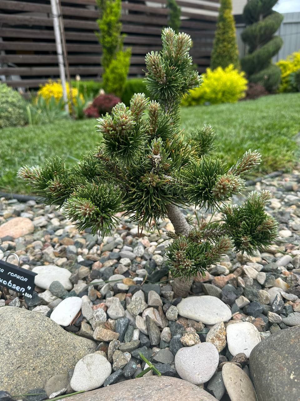 Pinus mugo 'Jakobsen'