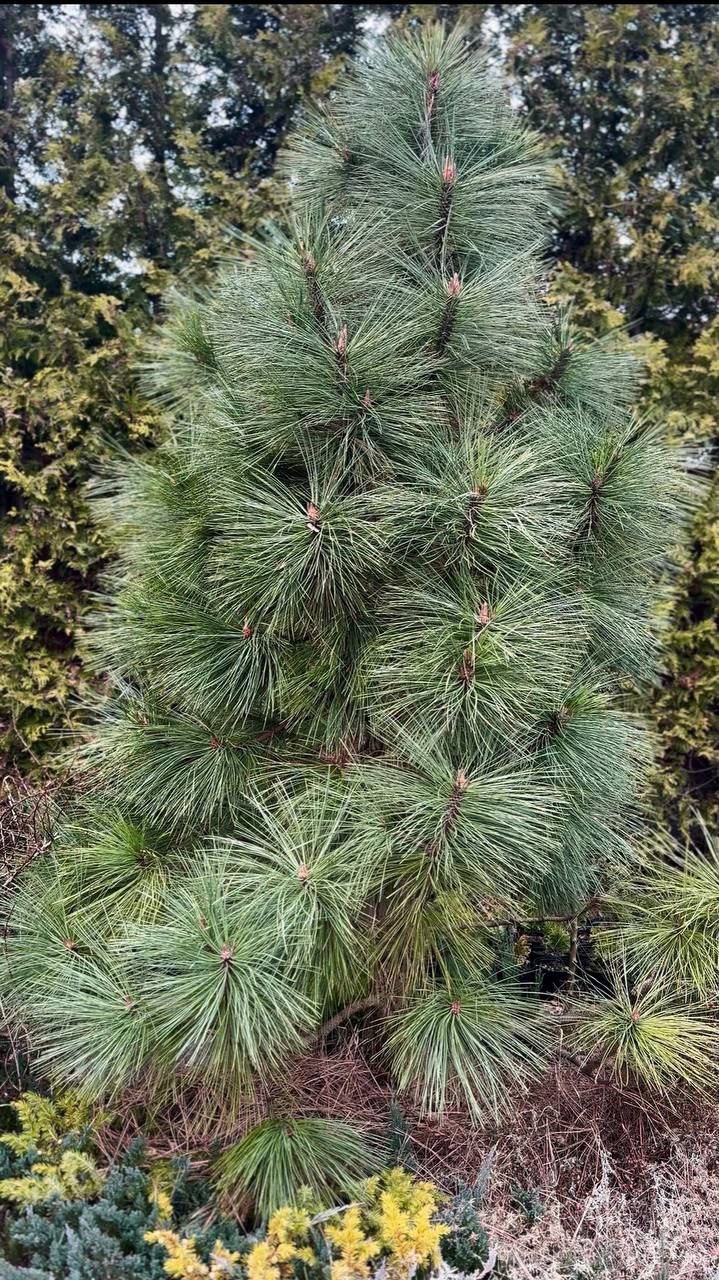 Pinus jeffreyi 'Joppi'