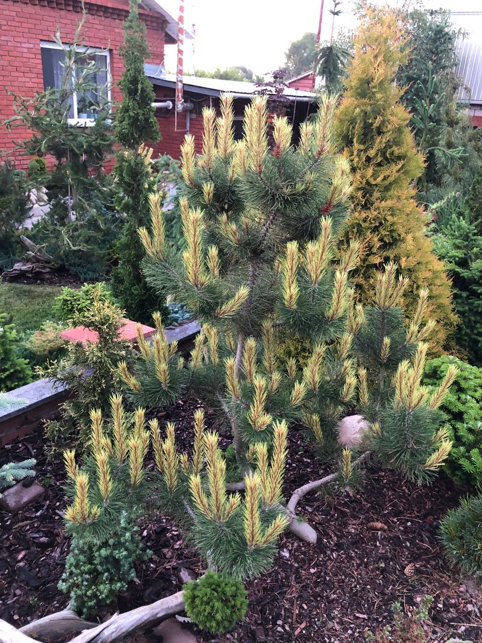 Pinus mugo 'Fruhlingsgold'