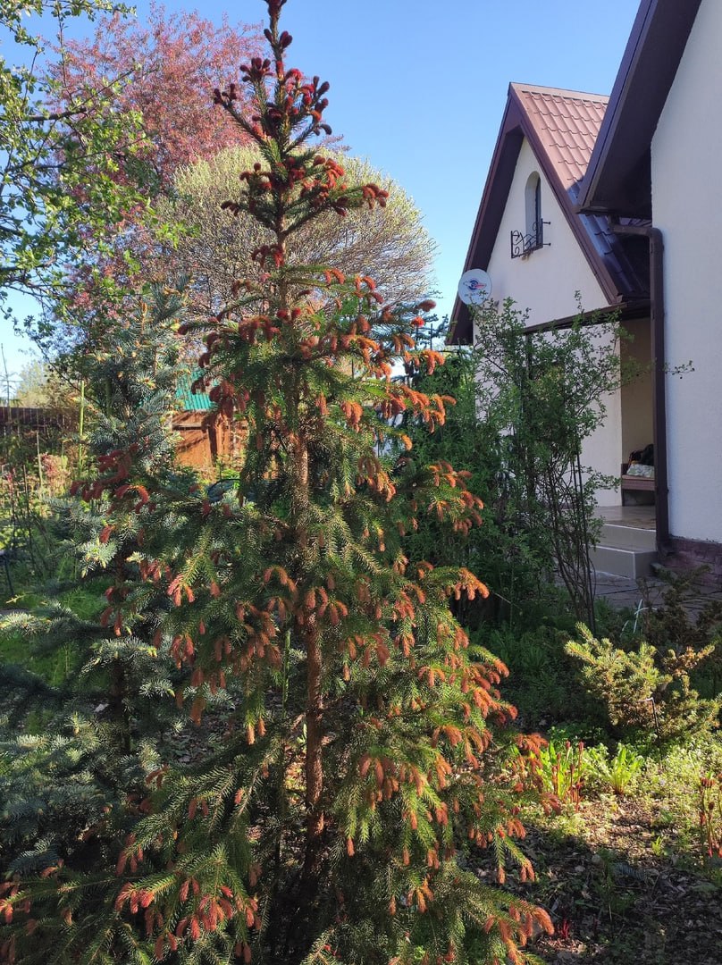 Picea abies 'Cruenta'