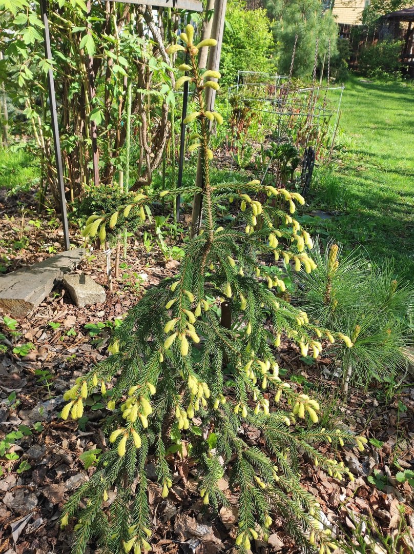 Picea abies 'Haapasten Kulta'