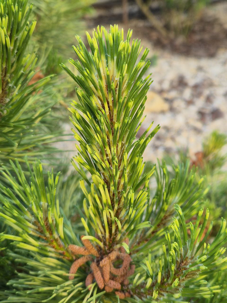 Pinus mugo 'Sunshine'