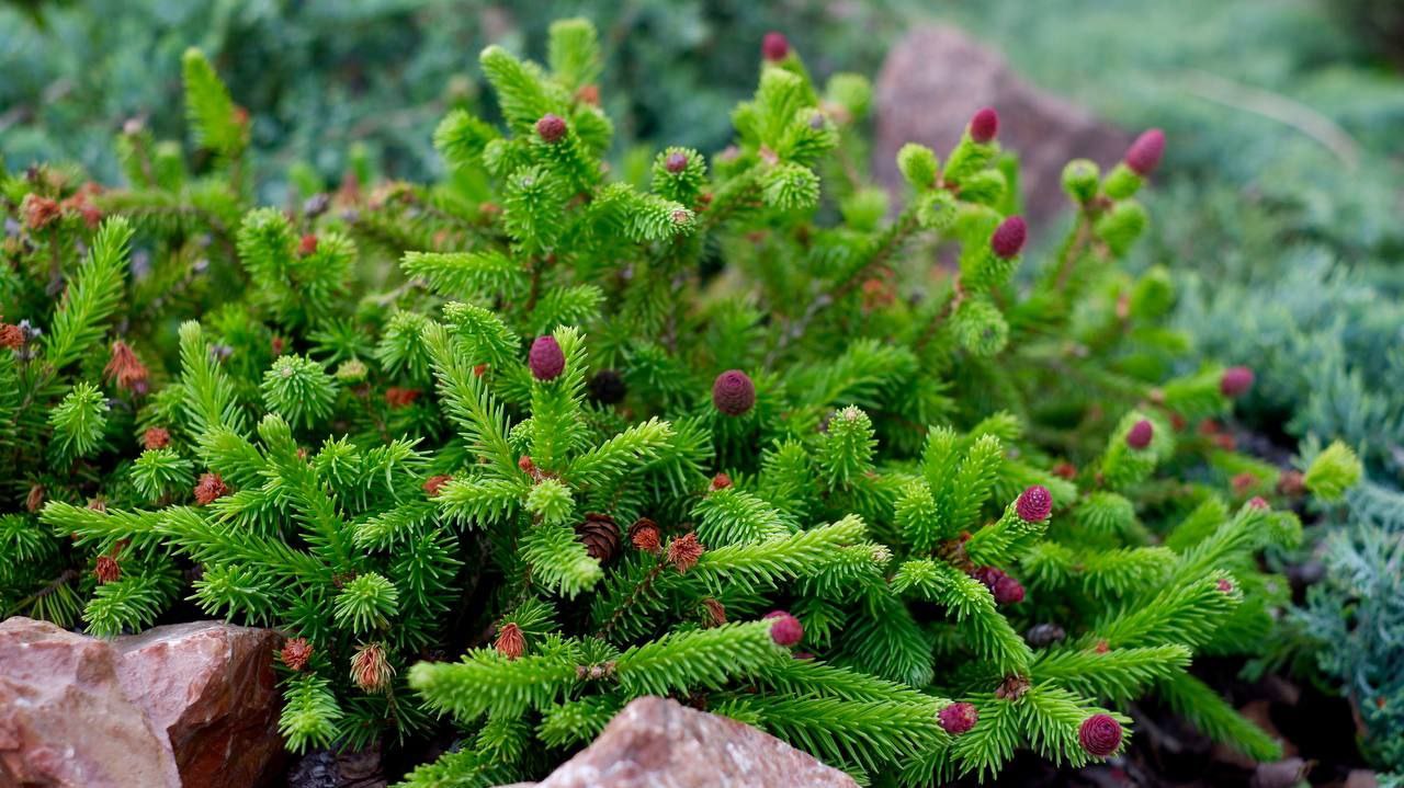 Picea abies ‘Pusch’