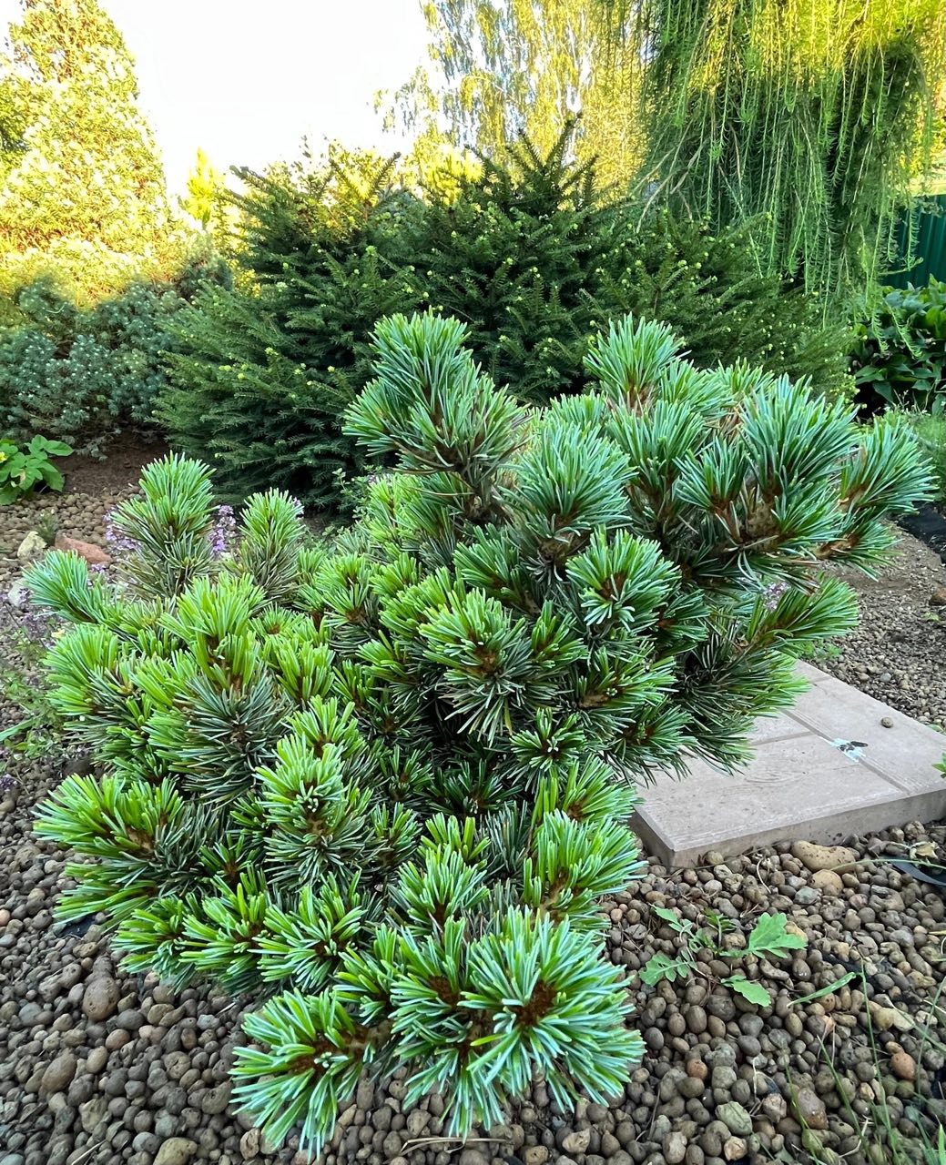 Pinus parviflora ‘Regenhold Broom’