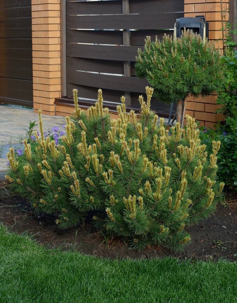 Pinus mugo ‘Rositech’