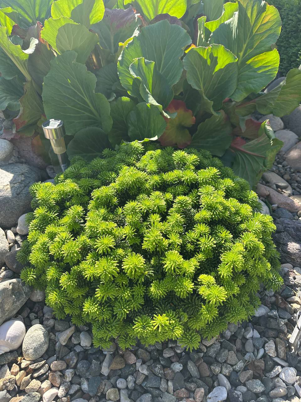 Abies koreana 'Brilliant'