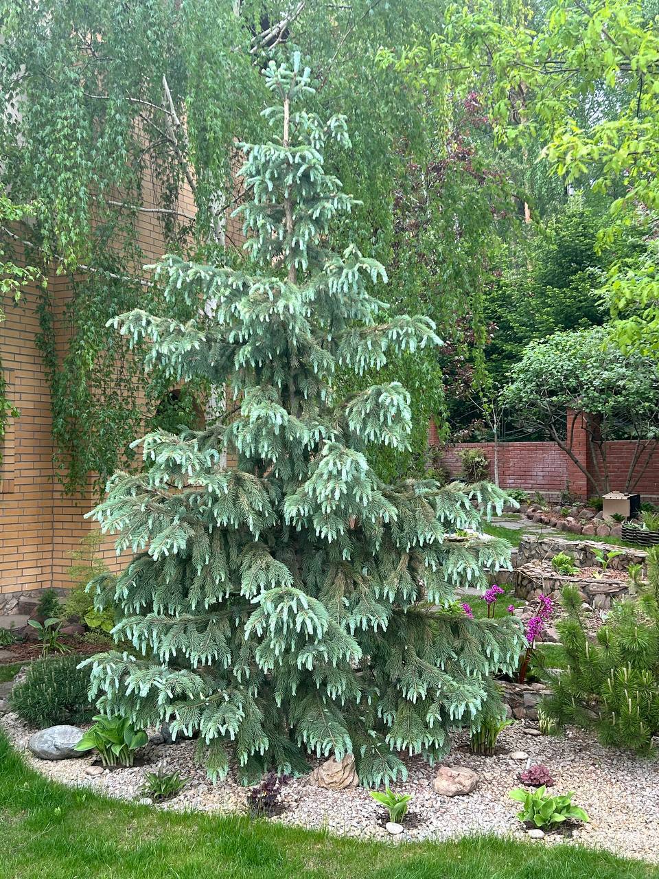 Picea engelmannii ‘Glauca’