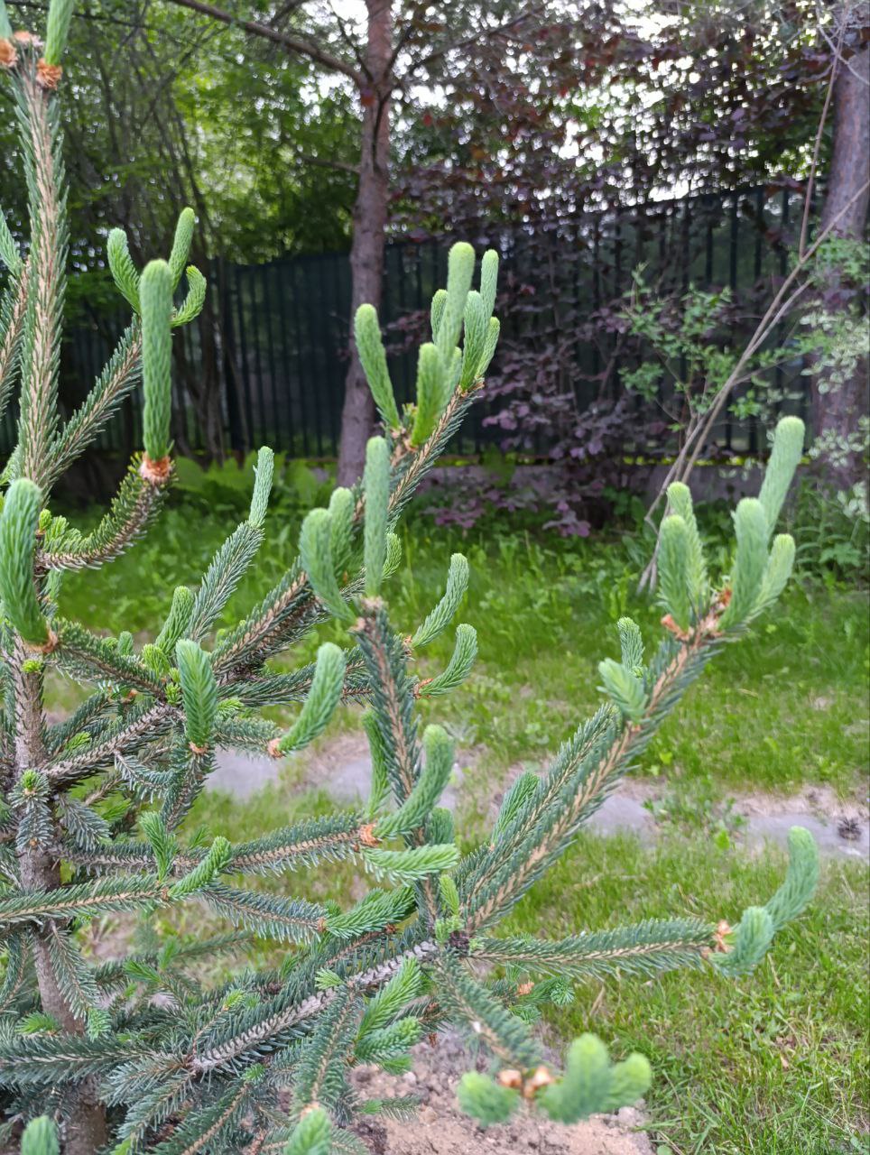 Picea glauca 'Araucarioides'