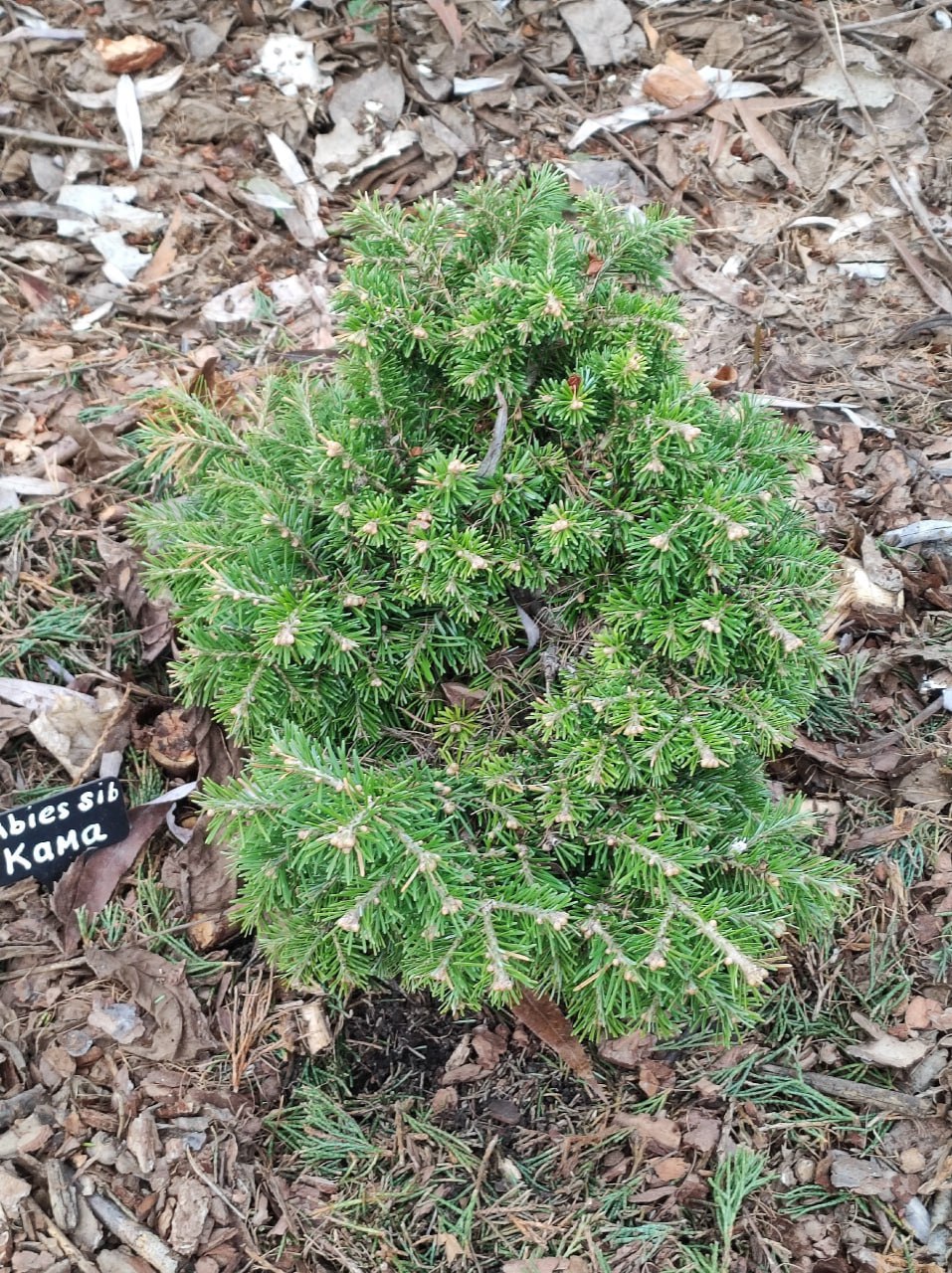 Abies sibirica 'Kama'