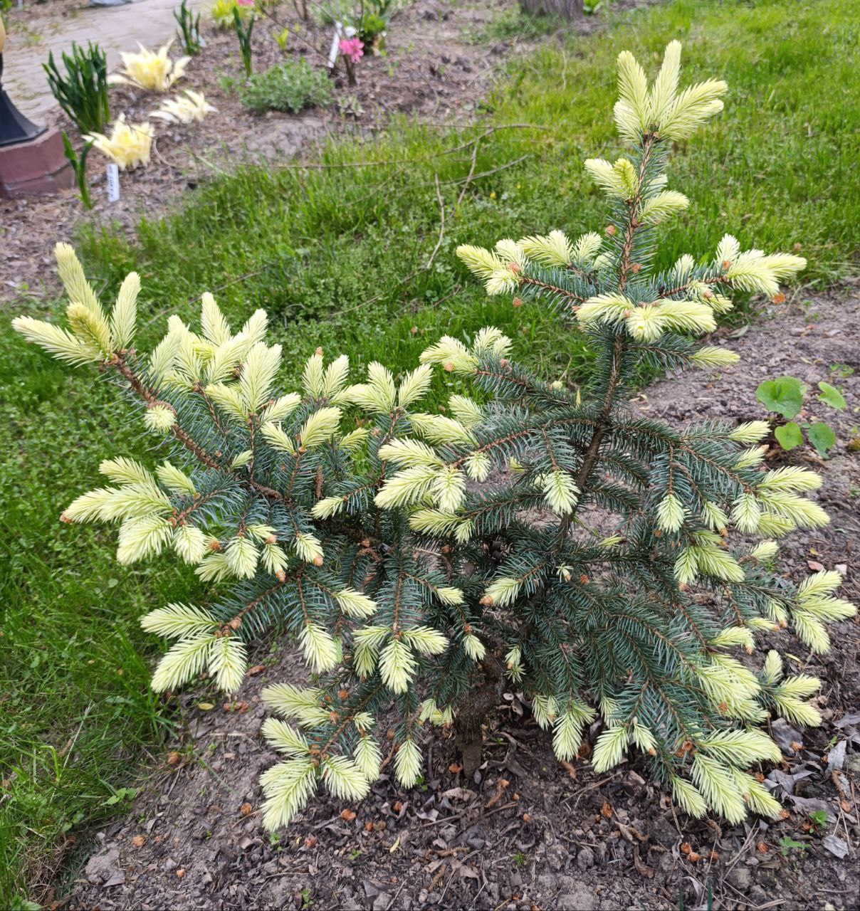 Picea pungens ‘Donahue’