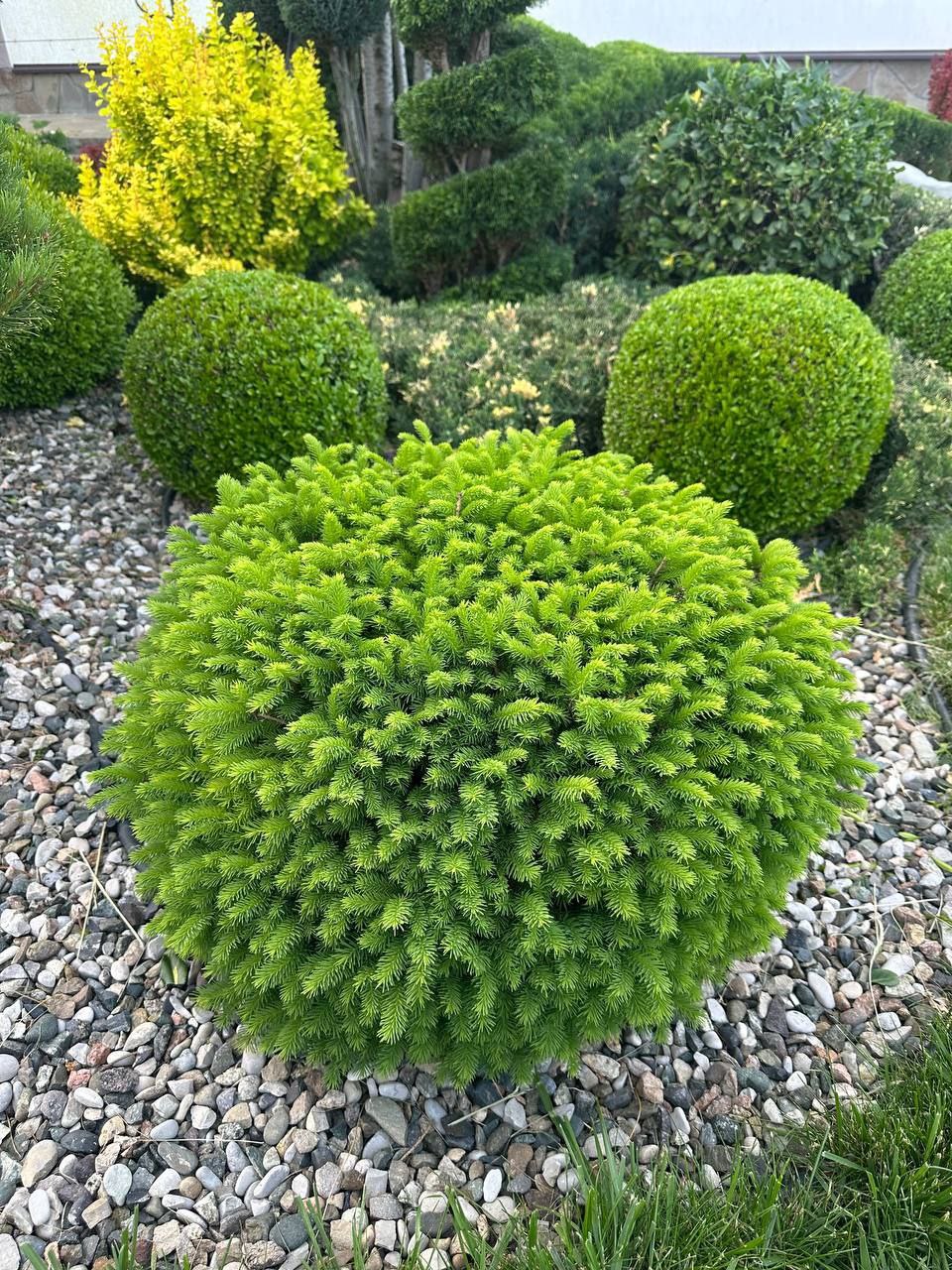 Picea omorika 'Karel'