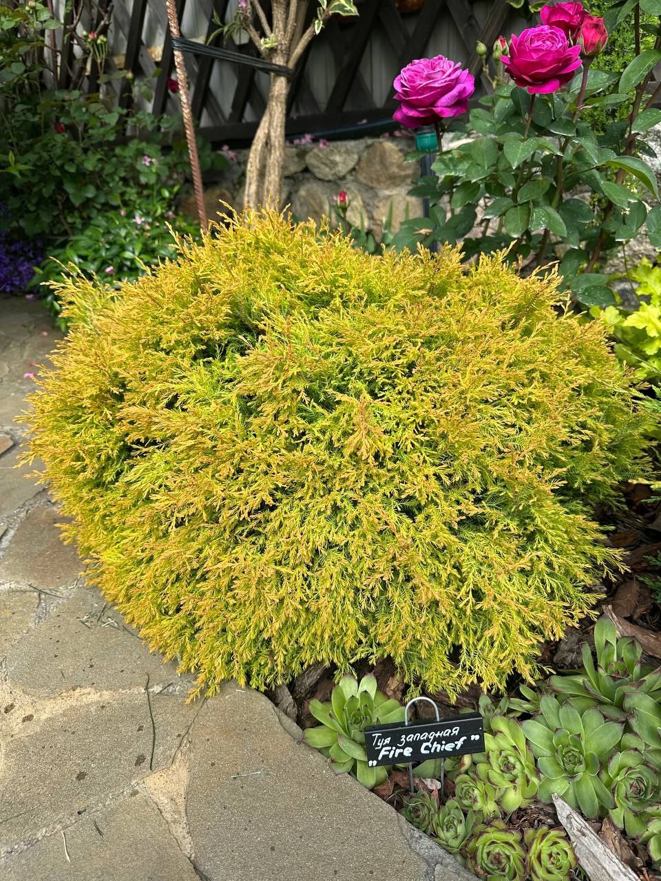 Thuja occidentalis 'Fire Chief'