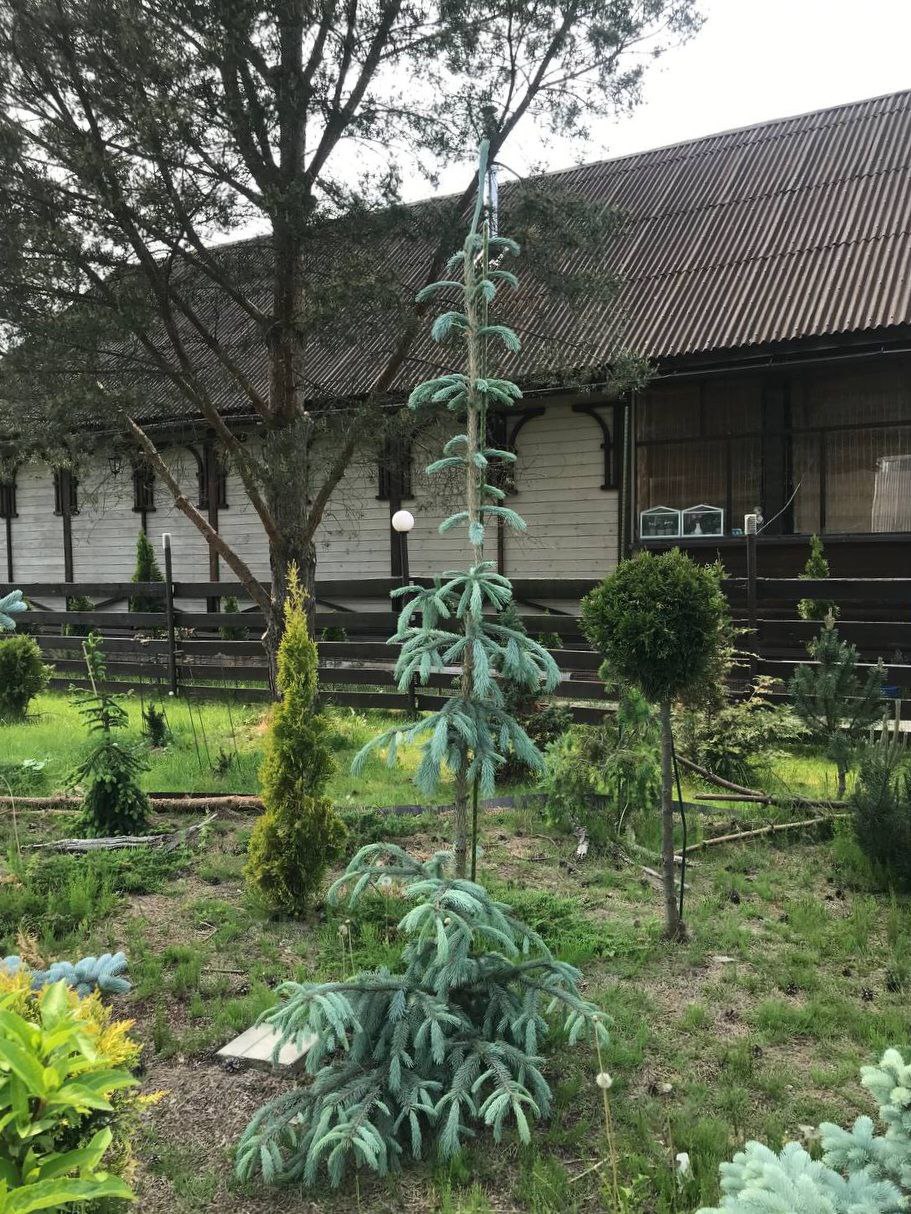 Picea engelmannii 'Blue Harbor'