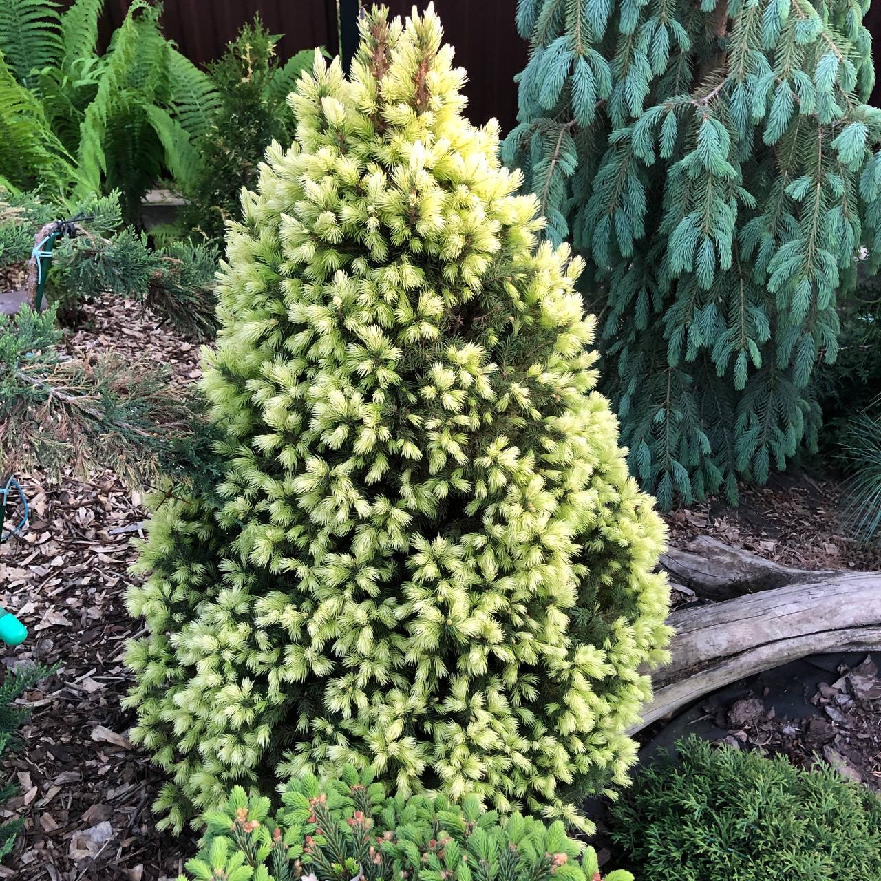Picea glauca 'Daisy's White'