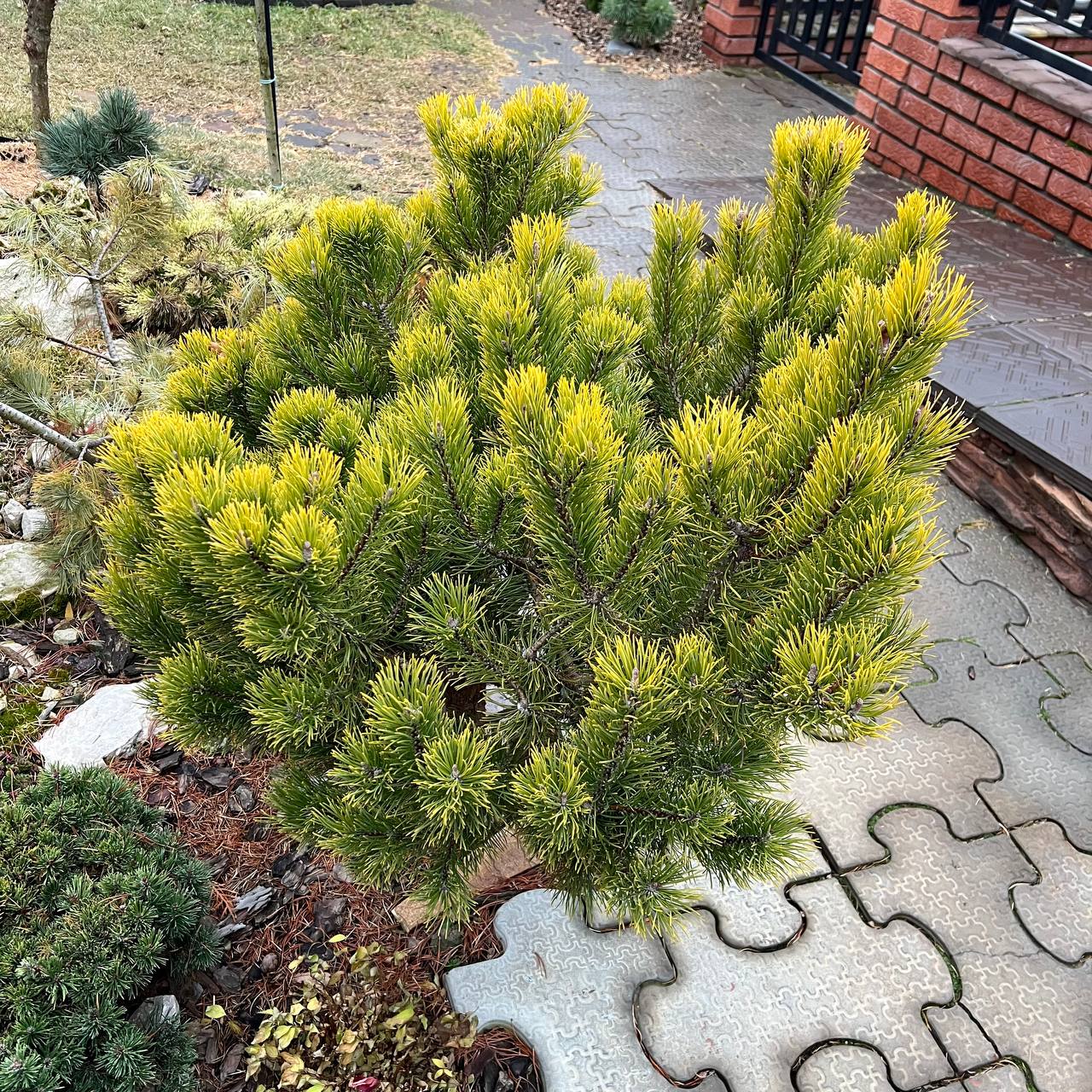 Pinus mugo ‘Carstens Wintergold’
