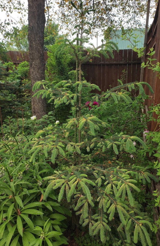Picea glauca 'Belokamenka'