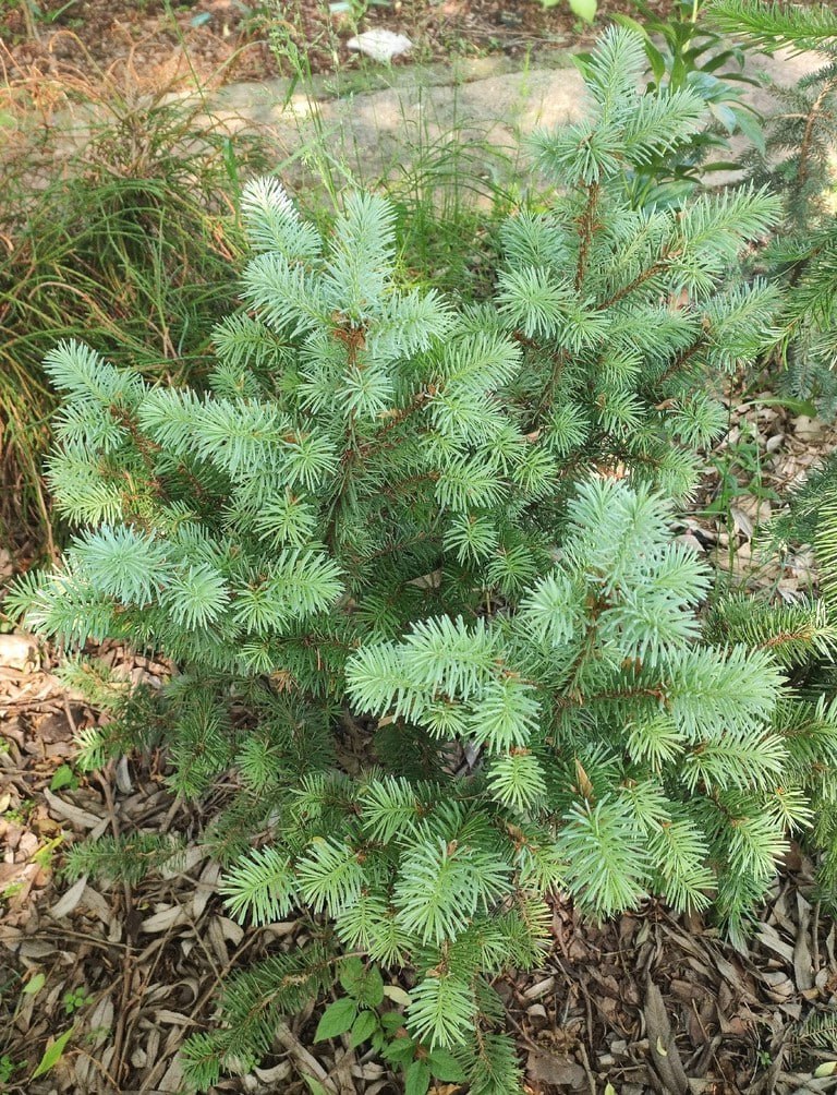 Pseudotsuga menziesii 'Fruhlingsgold WB'