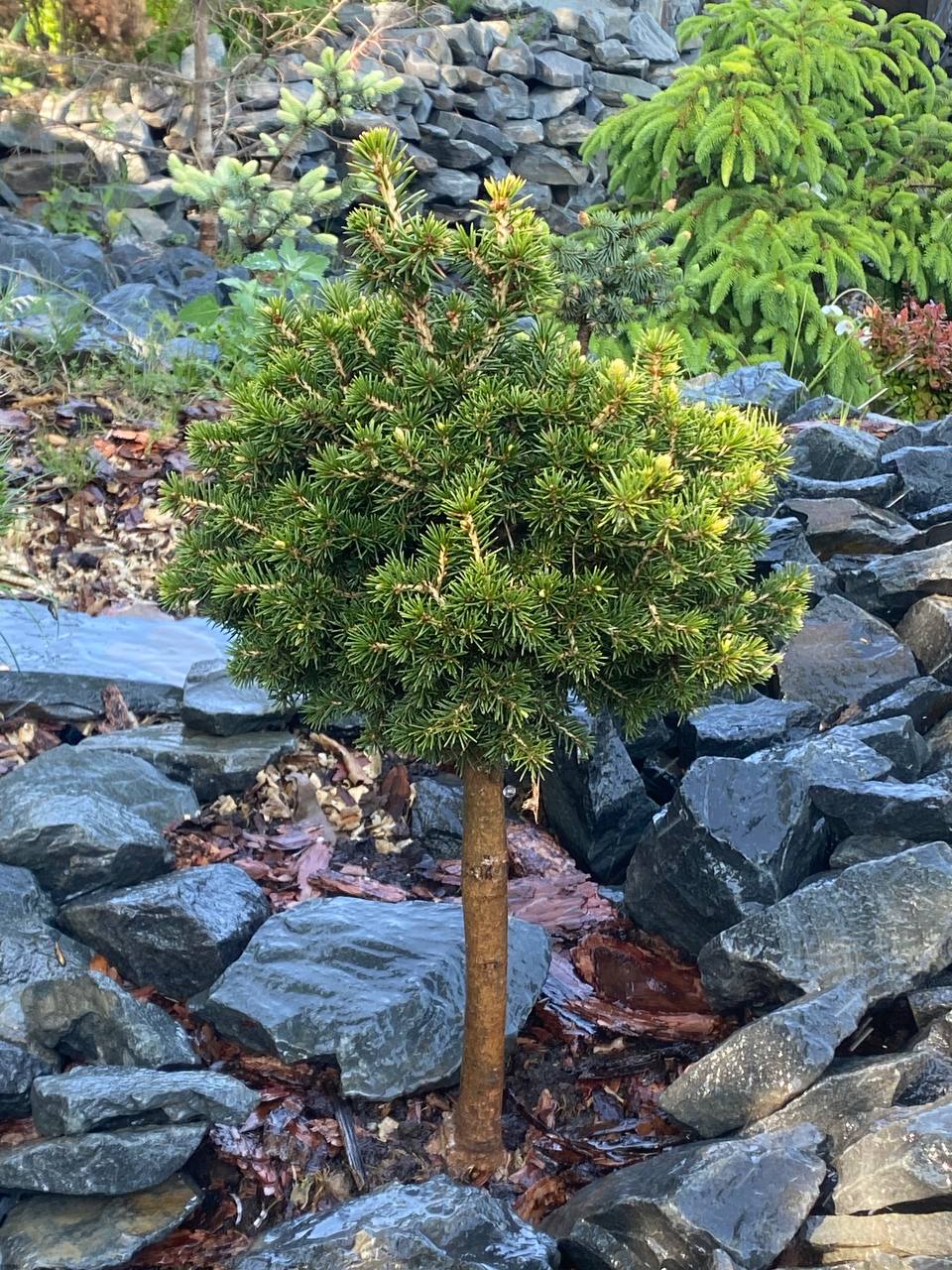 Picea abies ‘Dans Dwarf’