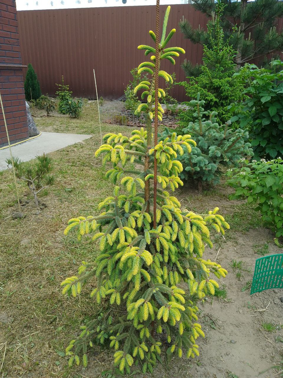 Picea mariana 'Aurea'