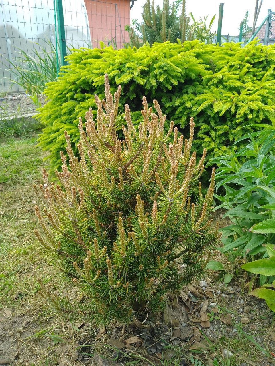 Pinus banksiana 'Manomet'
