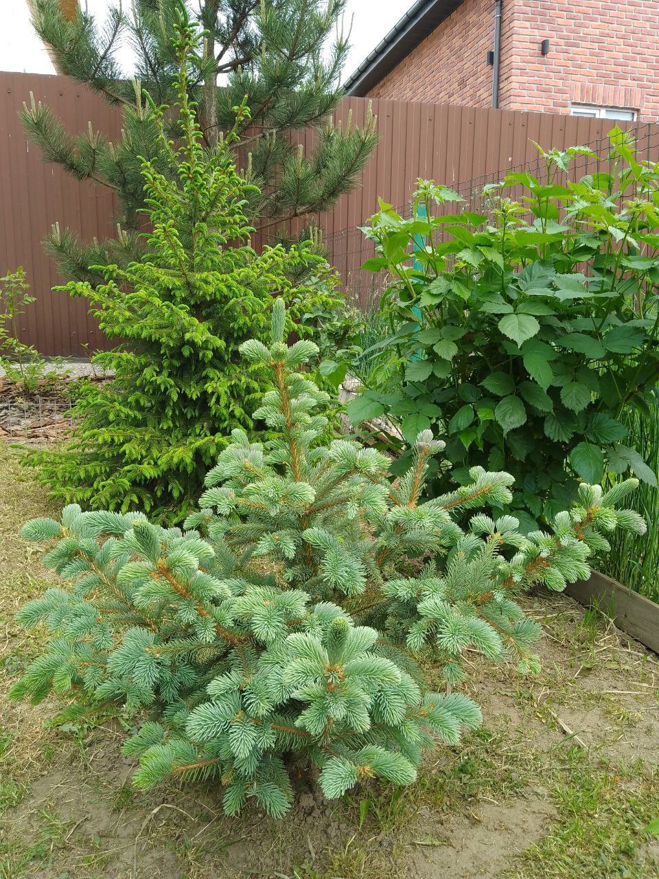 Picea asperata 'Spring Red'