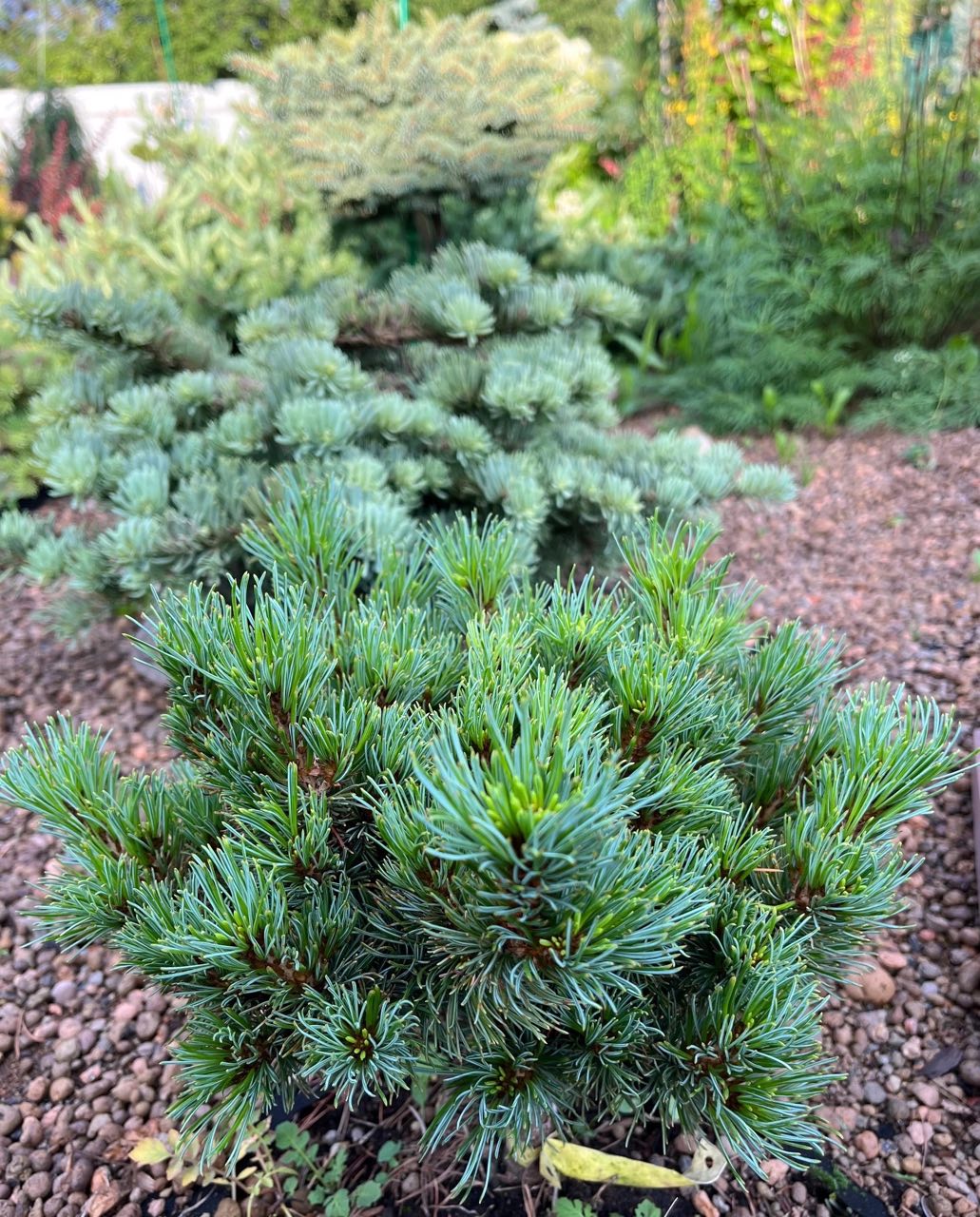 Pinus parviflora ‘Catherine Elizabeth’