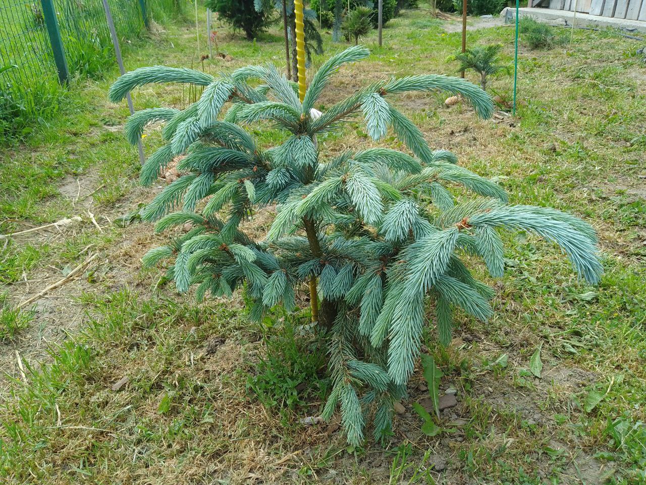 Picea engelmanii 'Blue Harbor'