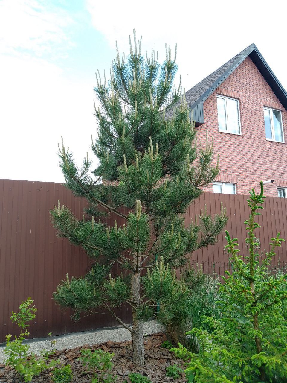 Pinus nigra var. austriaca