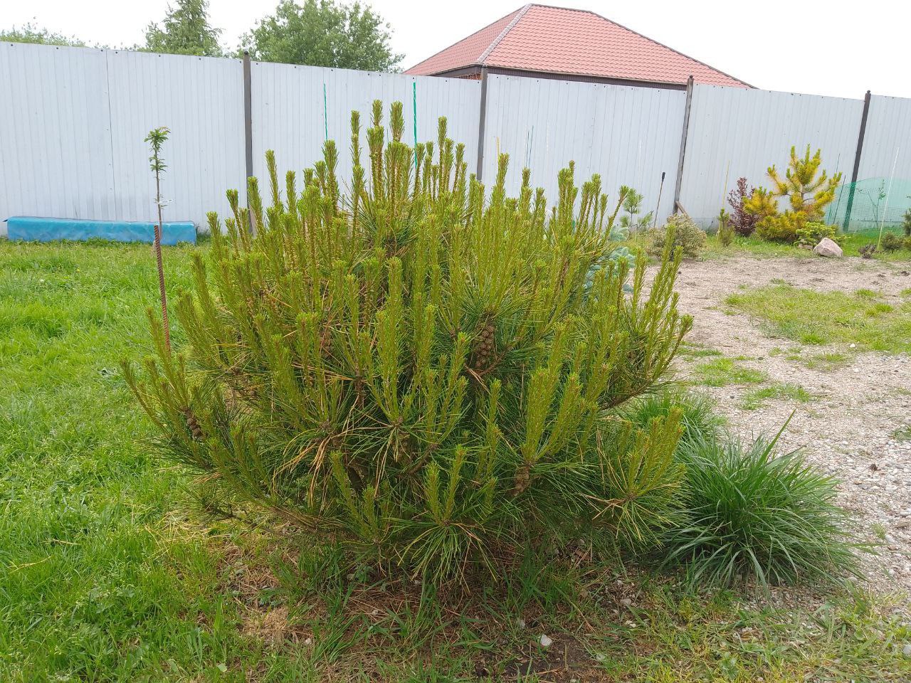 Pinus densiflora 'Alice Vercade'