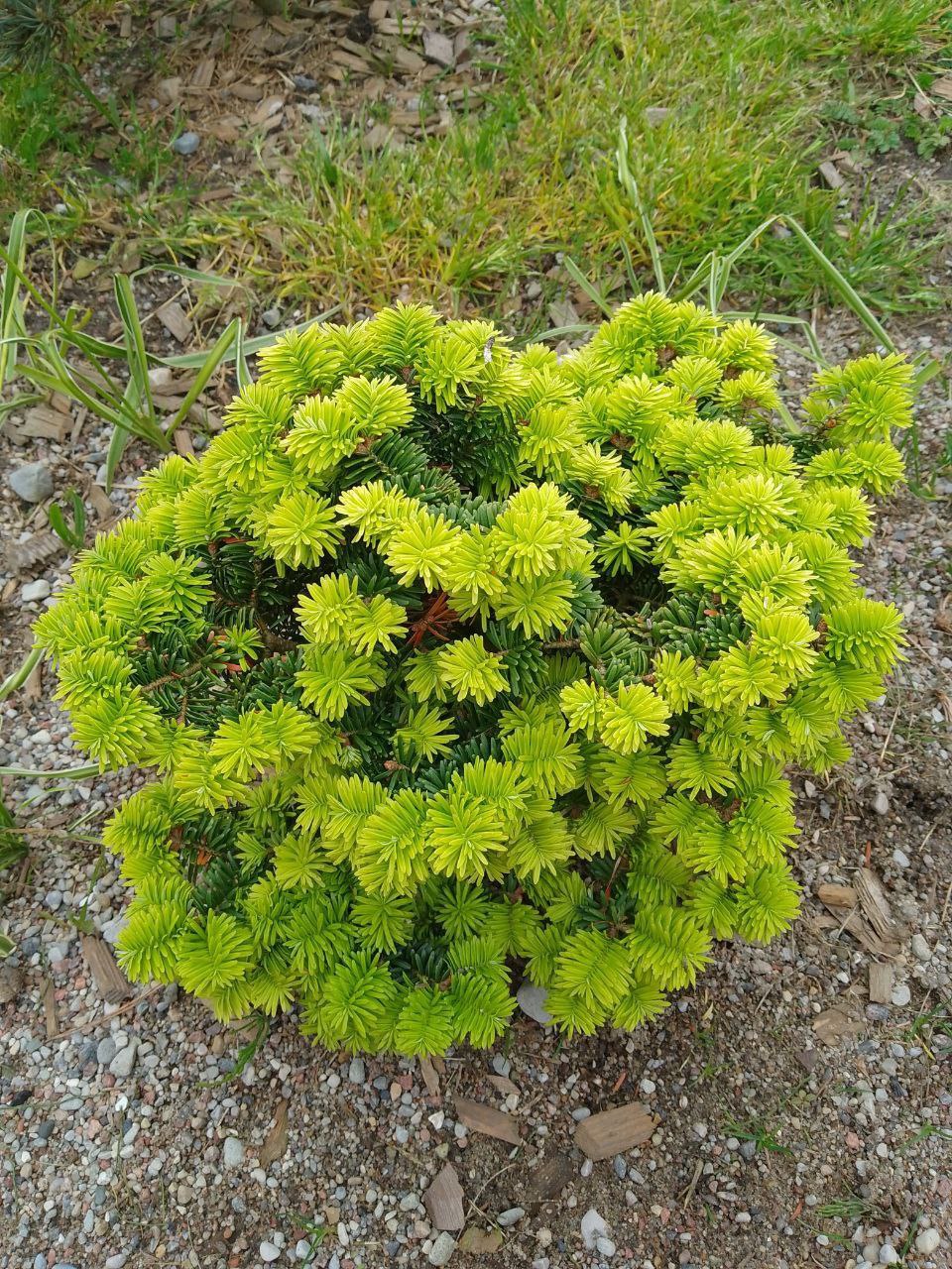 Abies balsamea 'Nana'