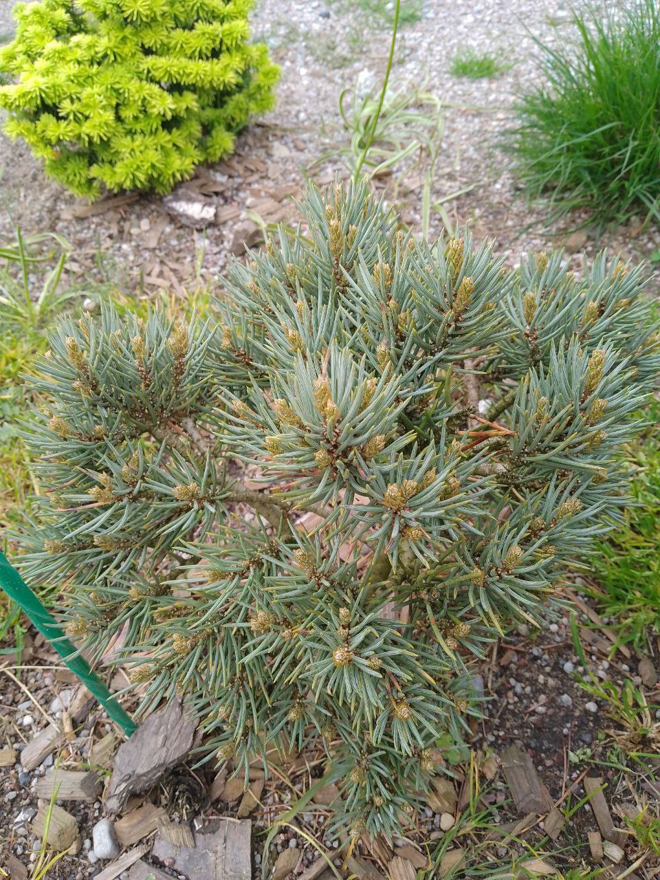 Pinus monophylla 'Starlight'