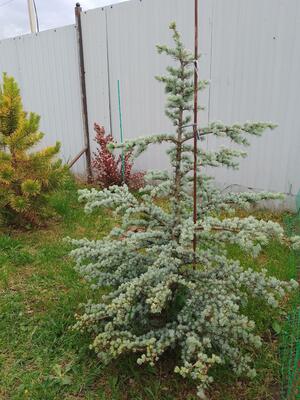 Cedrus atlantica 'Horstmanns Silberspitz'
