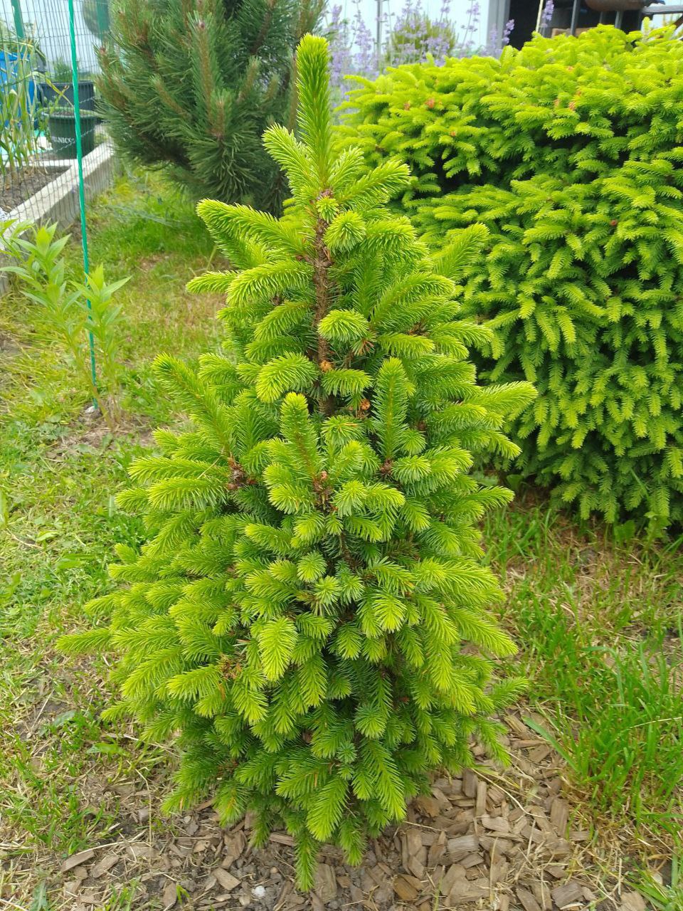 Picea sitchensis 'Water Nymph'