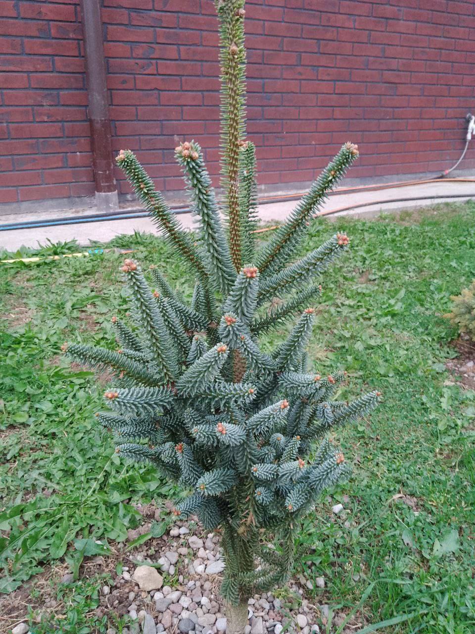 Abies pinsapo ‘Fastigiata’