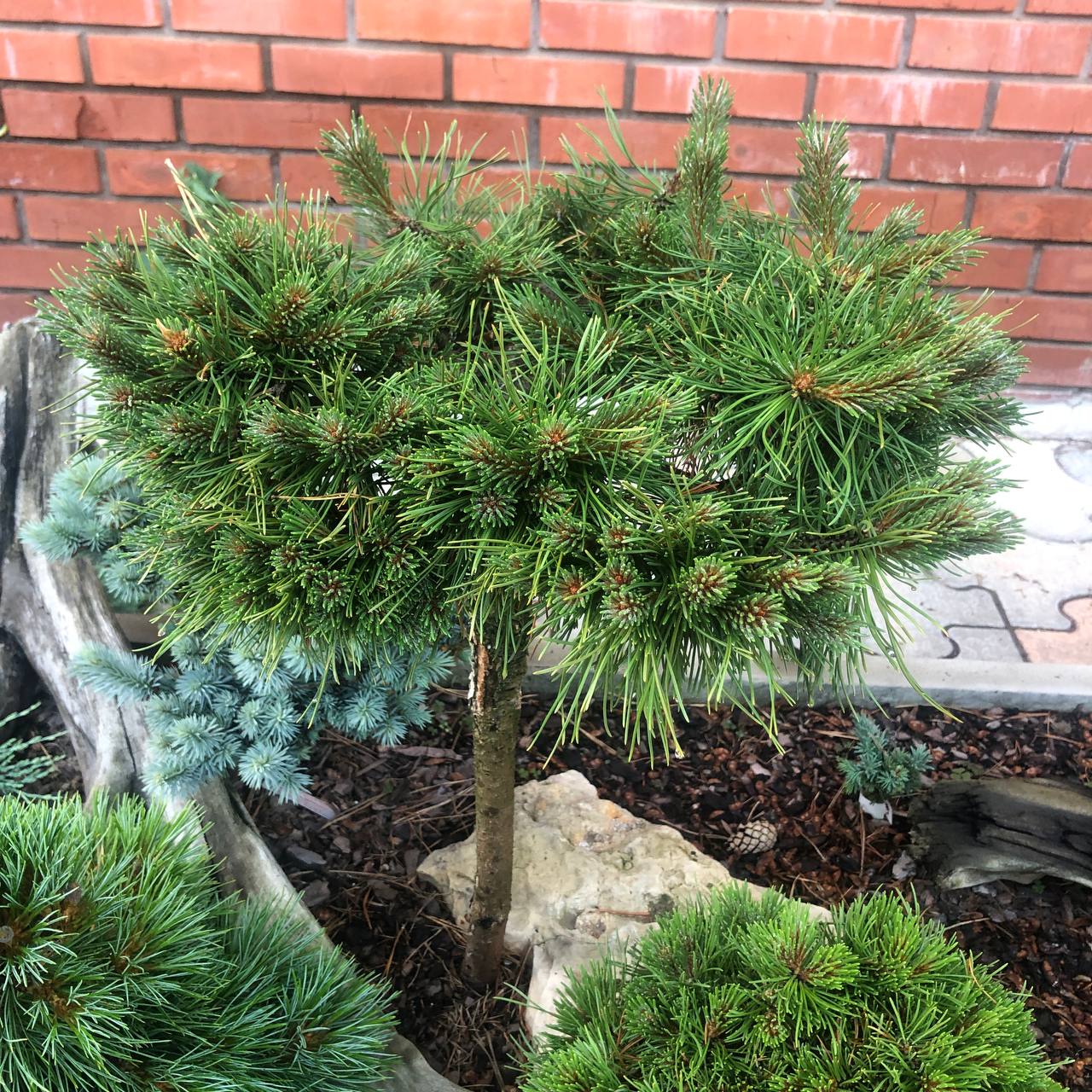 Pinus mugo 'Nerost'